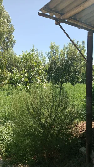 Фото 3 Участок в Кибрай