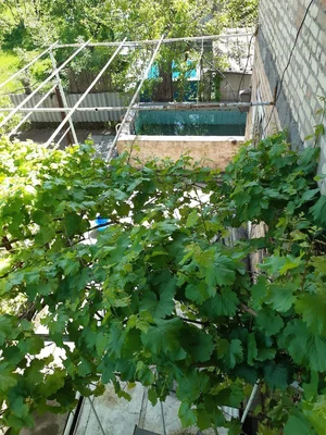 Фото 7 Дача в Ташморе