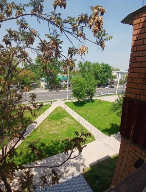 Фото 1 Квартира в Круг Актепа