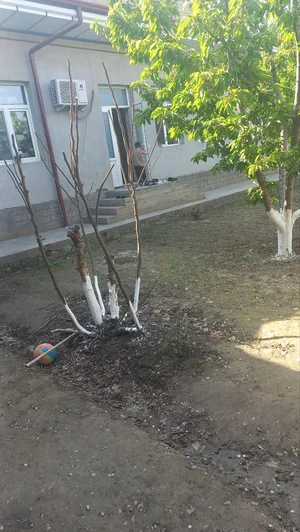 Фото 2 Участок в Бектемирский районе