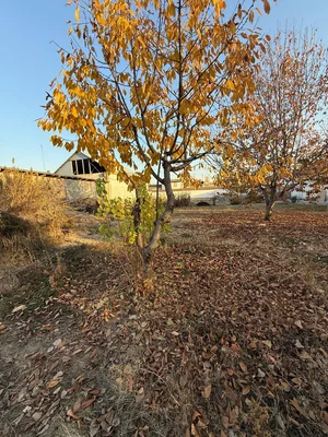 Фото 3 Участок в Юкори-Чирчикском районе