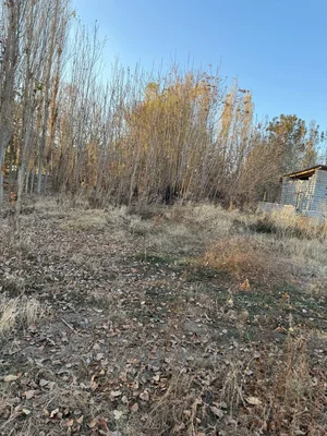 Фото 4 Участок в Юкори-Чирчикском районе