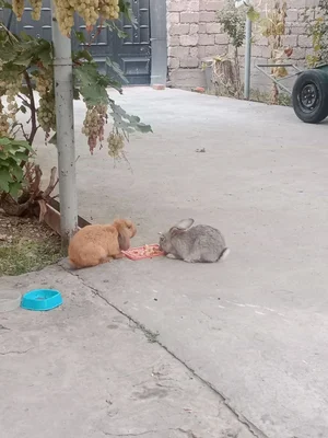 Фото 2 Участок в Саид Ота