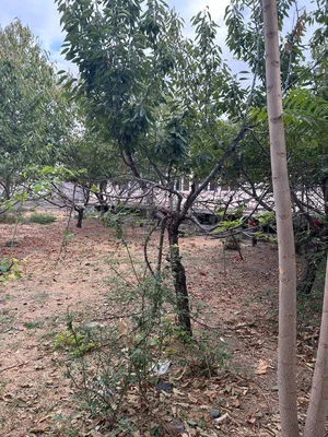 Фото 1 Участок в Мирзоулугбекском районе