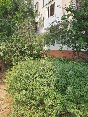 Фото 8 1-комн. квартира в Саламатина чорраха