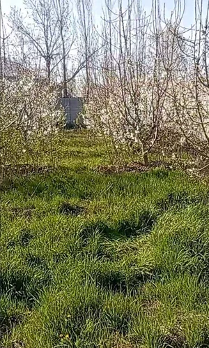 Фото 2 Участок в Юқоричирчиқском районе