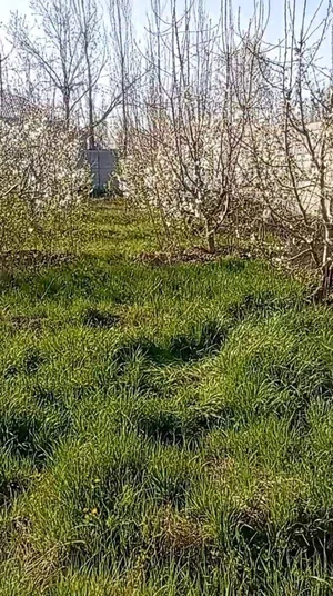 Фото 4 Участок в Юқоричирчиқском районе