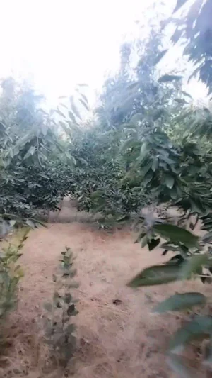 Фото 5 Участок в Юқоричирчиқском районе